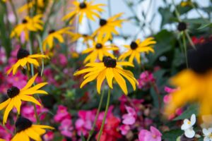 Annual Flower Show August
