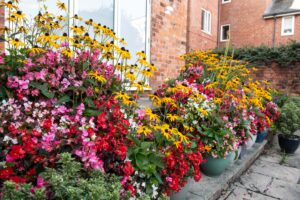 Flowering Pots Landscape DSC_1486-min