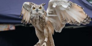 Turbary Woods Owl and Bird of Prey