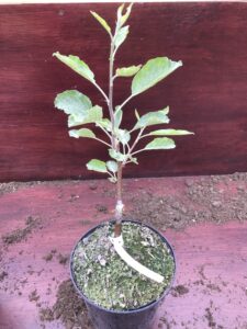 Grafted and Growing