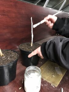 Grafting - PVA Treatment