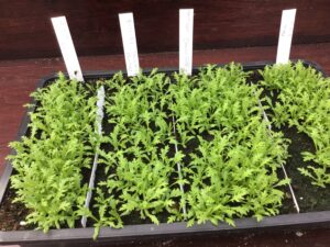 Seedlings
