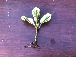 Rooted Cutting