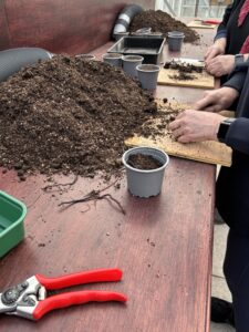 Root Cuttings