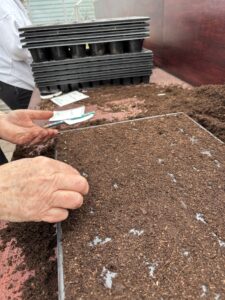 Seed Sowing